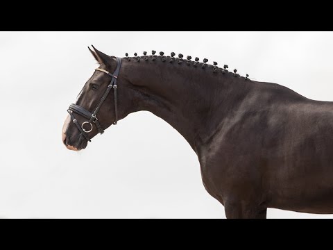 Horse for Sale |  Piro free black gelding: potential and temperament combined (REF#875)