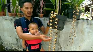 preview picture of video 'Anggrek coelogyne, si cantik asli Indonesia yang mudah dirawat.'