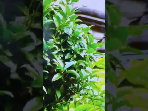 冬にシジュウカラの巣箱をどこに置くか？この鳥を引き寄せるには何を入れたらいいでしょうか？従うべき 3 つの重要なヒント  庭園