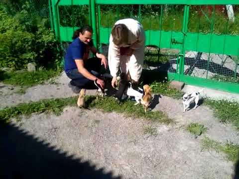 Серьезная охрана из собак-убийц депрессии. Нападающий помрет от смеха. Лето 2017 г.