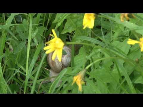 Alz "Brennen" (mittlere Alz) im Mai 2013