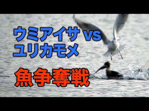 Potápač menší (Mergus serrator) — samec v 4K rozlíšení