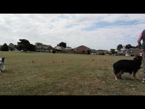 REEF Obreedience heelwork 17th July take 2