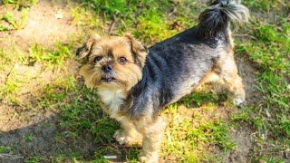 Havanese vs Coton de Tulear: Selecting the Perfect Fluffy Companion