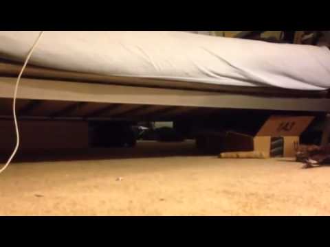 Bouncing Rump Corgi Races Under the Bed