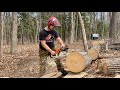 Chainsaw Drag Race STIHL 066 Vs Husqvarna 395xp LETS GET CUTTIN