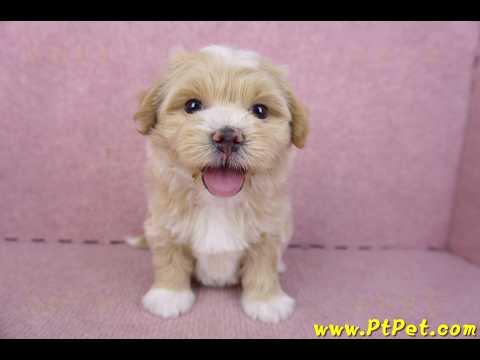 01/30馬爾泰迪公幼犬2號(新竹竹北)