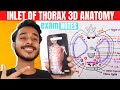 Thoracic Inlet Anatomy 3D Inlets Of Thorax Anatomy Superior Thoracic Aperture Anatomy
