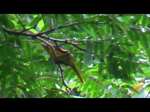 Pestrec rumelkový (Pericrocotus igneus) — spev a hlas v prírode