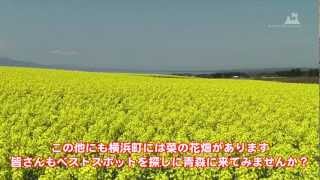 preview picture of video 'わくわく✩あおもり 第8回 横浜町の菜の花畑'