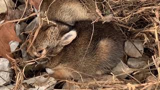 Two Baby Rabbits Found In Back Yard