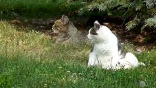 preview picture of video 'Cute cats together on the grass in Co-op City, Bronx, NY'