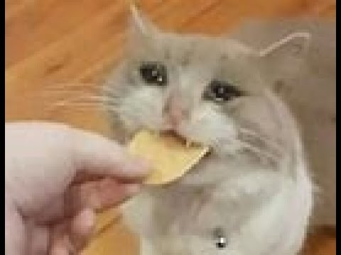 GATITO LLORANDO *sentimental*