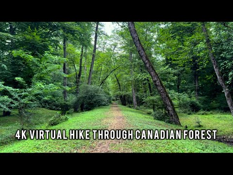 4K Virtual Hike through Canadian Forest (with Nature Sounds) - Incredible Nature...