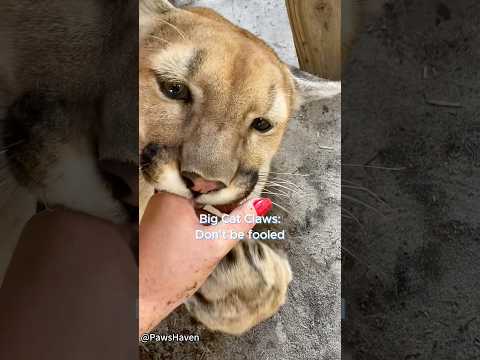 Big Cat Claws: Don’t be fooled.#bigcat #bigcats #claw #pawan #lion #tiger #bigclaw #wildlife