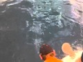 2012 12 28 Giant Goliath Grouper 600lbs