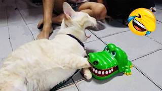🤣 100%笑える！最高におもしろい猫動画！🐈😹パート 4