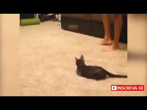 Videos engraçados de gatos vs pepinos