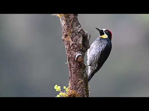 Visit UVA Darden’s Beautiful New Gardens!
