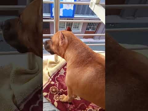 #dog #pitbull #americanbully #pitbulldog #funny #cat #whiskey #doglife #pets #ma