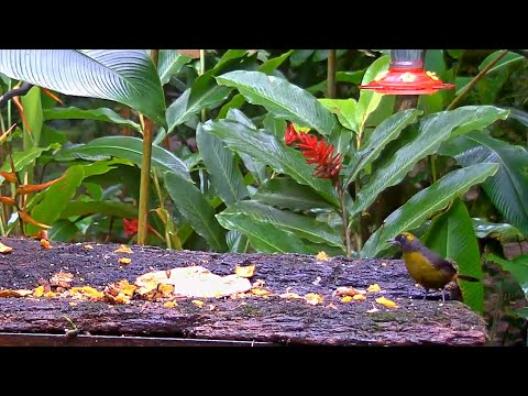 Dusky-faced Tanagers And A Young Thick-billed Euphonia On The Panama Fruit Feeder – Sept. 21, 2020