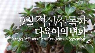 [ENG SUB] 9월 적심/삽목한 다육이의 변화. Changes in Plants That Cut Stem…