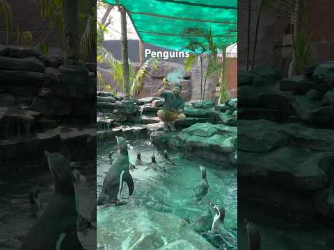 Which Animals Like Bubbles?