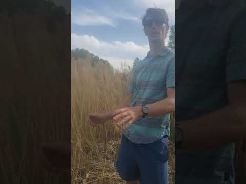 Irritating Invasives