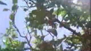 Cruachan- Return (Video)