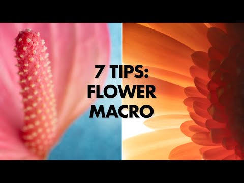 7 Tips for Flower Macro Photography