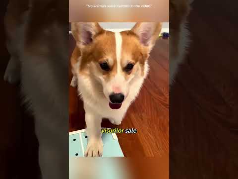 A încercat să-și facă o farsă cu câinele... dar câinele l-a păcălit 😂🐶