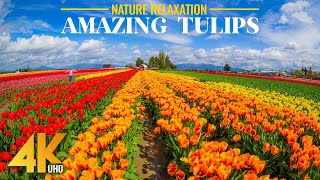 4K Vibrant Spring Flowers - Relaxing Atmosphere of Skagit Valley Tulips Festival with Calm Music