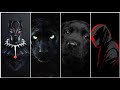 Black Lover Status Black Lover WhatsApp Status Blacklover Status Blackloverstatus