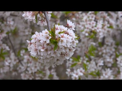flor de cerejeira japonesa I.mov