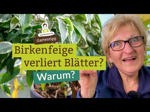 Why does the weeping fig lose its leaves? Possible reasons and care tips