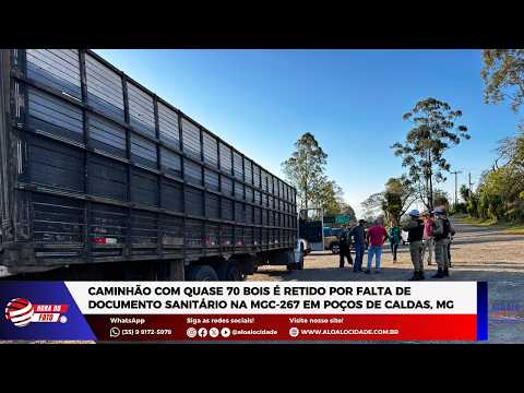 Caminhão com quase 70 bois é retido por falta de documento na MGC-267 em Poços de Caldas, MG