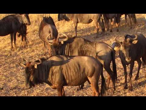 Djuma: Wildebeest herd in for a drink - 07:00 - 07/12/18