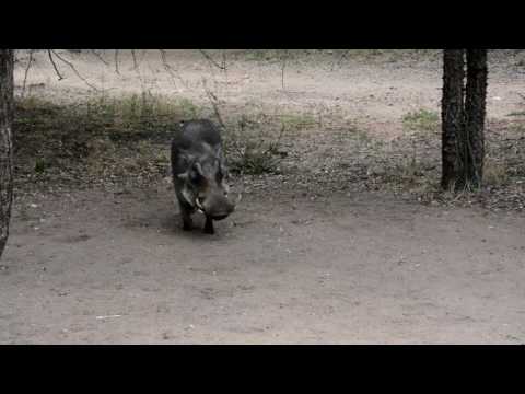 Warthog Romance