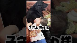 大好きな犬とパパに子守りされる赤ちゃん #shorts