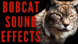 BOBCAT SOUND EFFECTS - Bobcat Sounds | maktub_ytv
