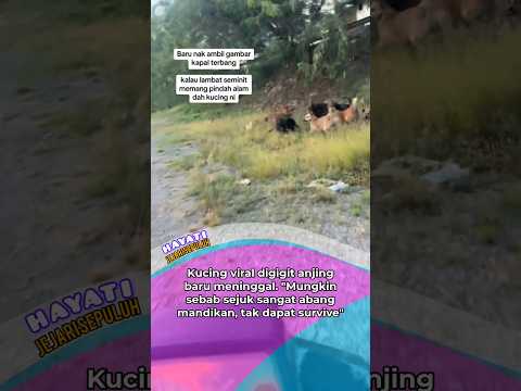 dah meninggal kucing viral kena gigit anjing semalam tu