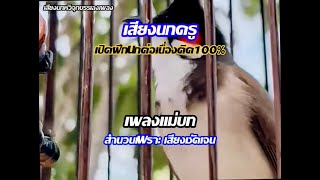 เสียงนกกรงหัวจุก | เพลงเเม่บท เปิดฝึกนกต่อเนื่องติด100% สำนวนเสียงชัดเจน #เสียงกระตุ้นนกรงหัวจุก