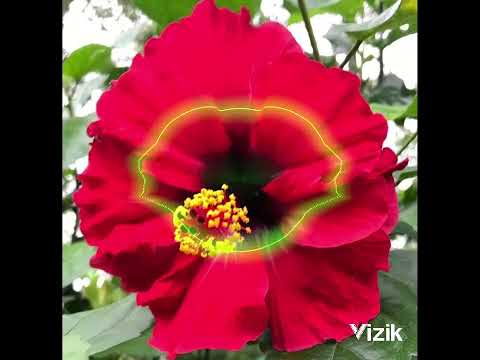 Cagi Ni Delaiyatova - Tia Mosi Malakati (Audio)