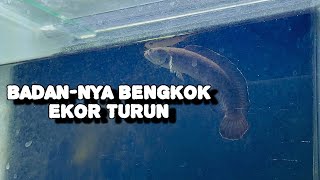 Download lagu faktor penyebab badan bisa bengkok ekor turun ikan channa mp3