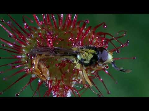 Microcosmos : La droséra