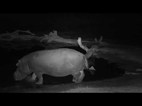 Djuma: Lone Hippo arrives - 11:17 - 08/27/19