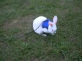 My Pet Florida White Bunny 