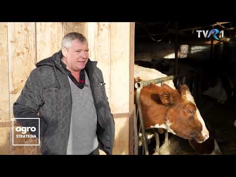 Vasile Crapciu un crescător de vaci care se luptă să supraviețuiască