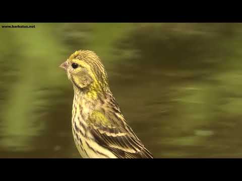 Fringillidae
