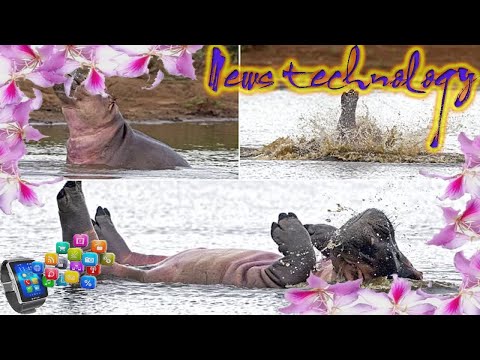 News Techcology -  Hippo appears to practice synchronised swimming